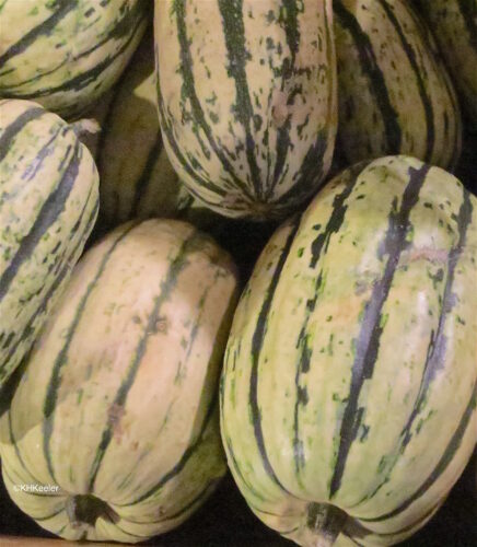 Squashes and Pumpkins - Diverse and American